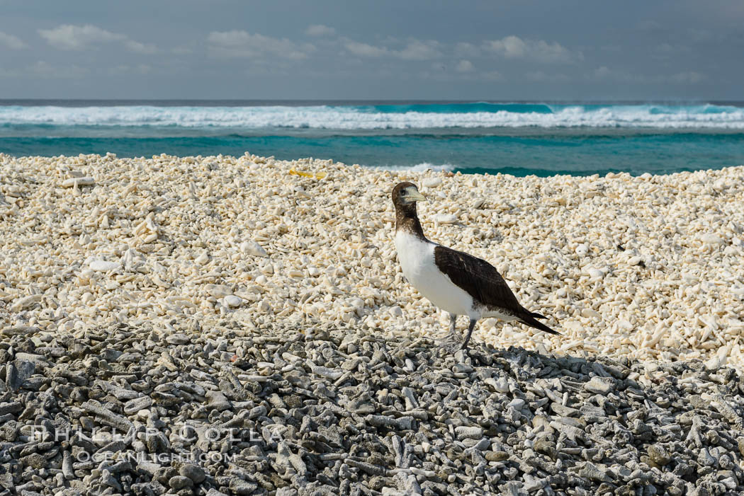 Brown booby, Clipperton island. Clipperton Island, France, Sula leucogaster, natural history stock photograph, photo id 33074