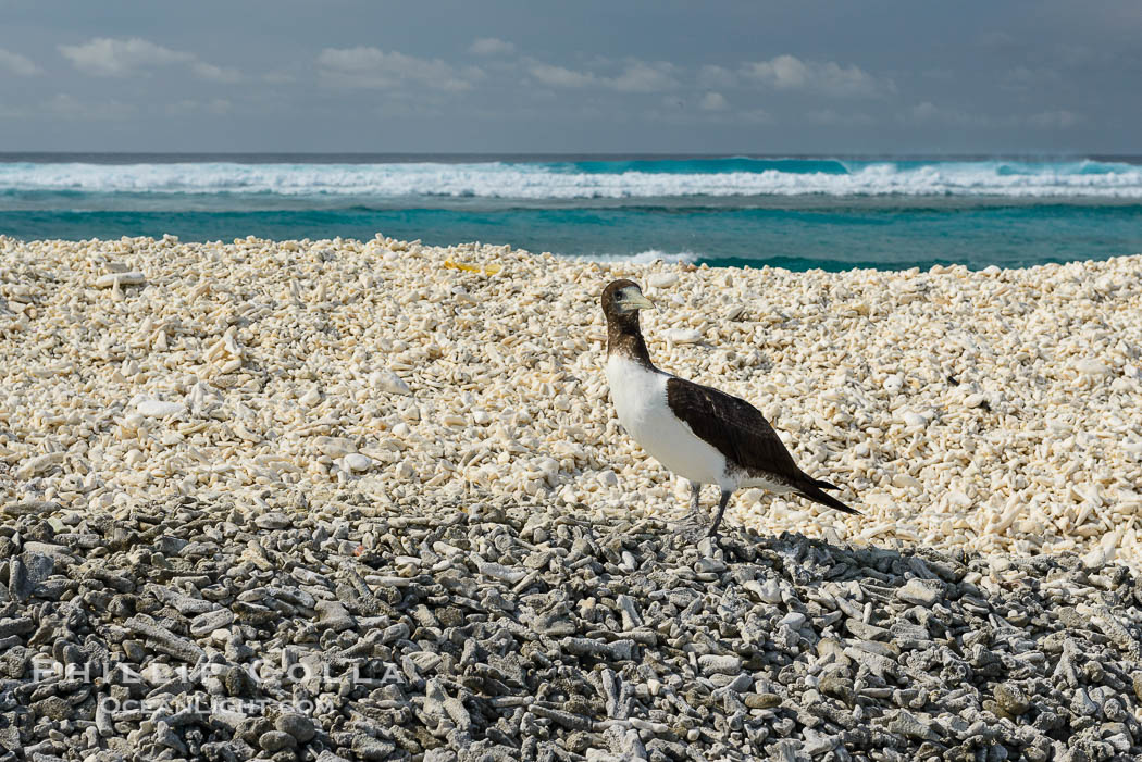 Brown booby, Clipperton island., Sula leucogaster, natural history stock photograph, photo id 33074