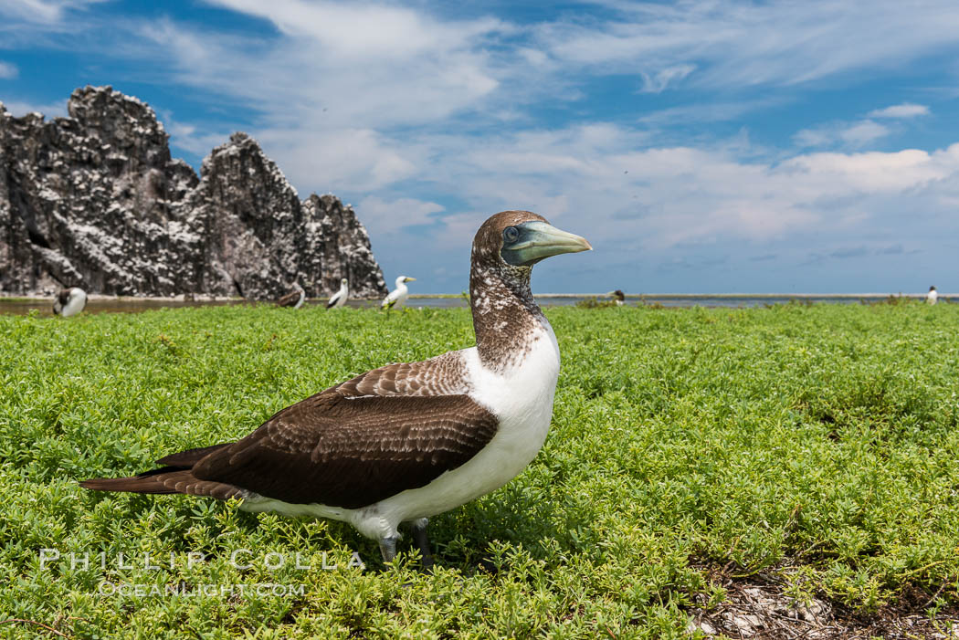 Brown booby, Clipperton island. Clipperton Island, France, Sula leucogaster, natural history stock photograph, photo id 33088