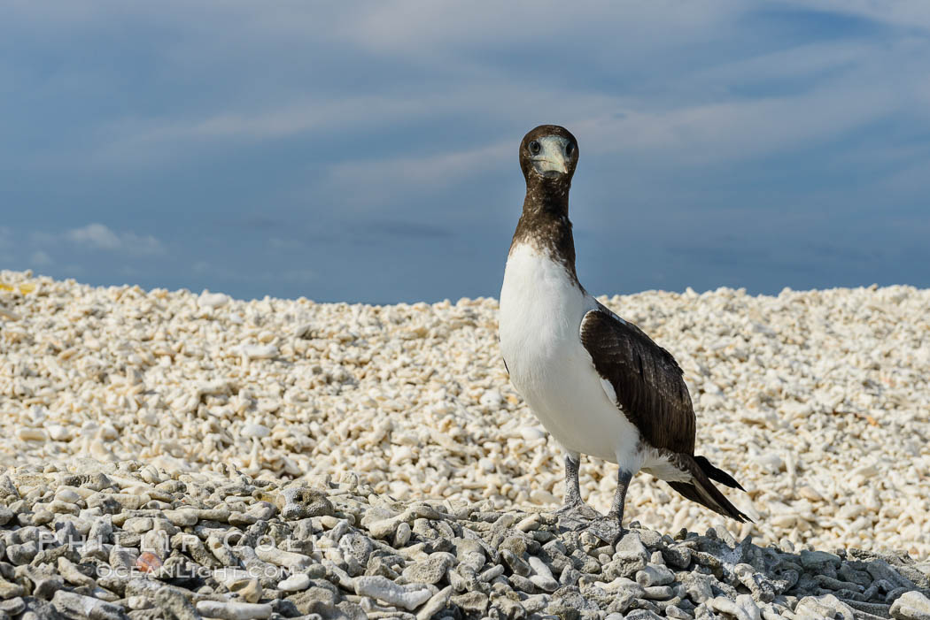 Brown booby, Clipperton island. Clipperton Island, France, Sula leucogaster, natural history stock photograph, photo id 33075