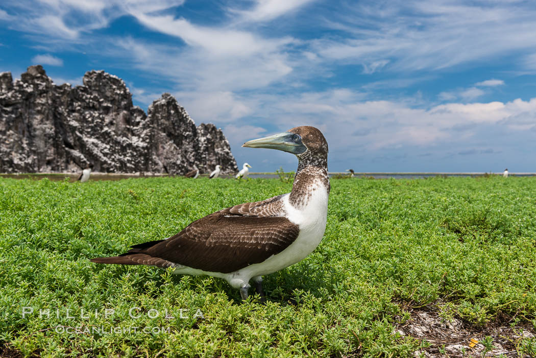 Brown booby, Clipperton island. Clipperton Island, France, Sula leucogaster, natural history stock photograph, photo id 33087