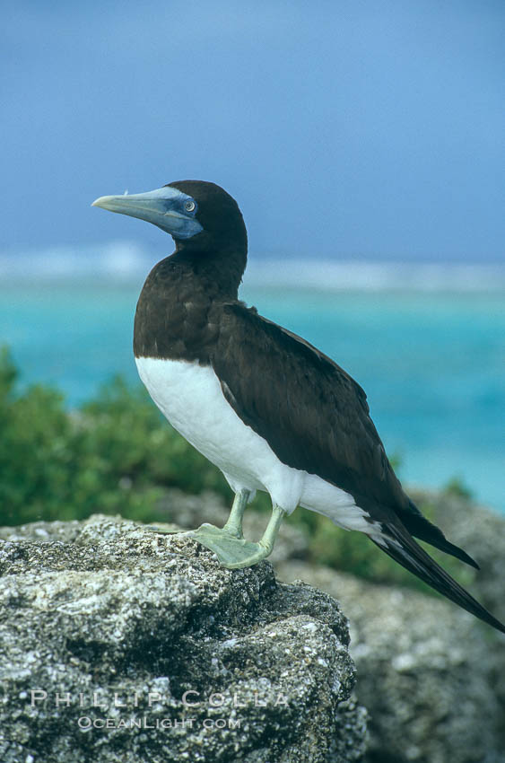 Brown booby. Rose Atoll National Wildlife Sanctuary, American Samoa, USA, Sula leucogaster, natural history stock photograph, photo id 00881