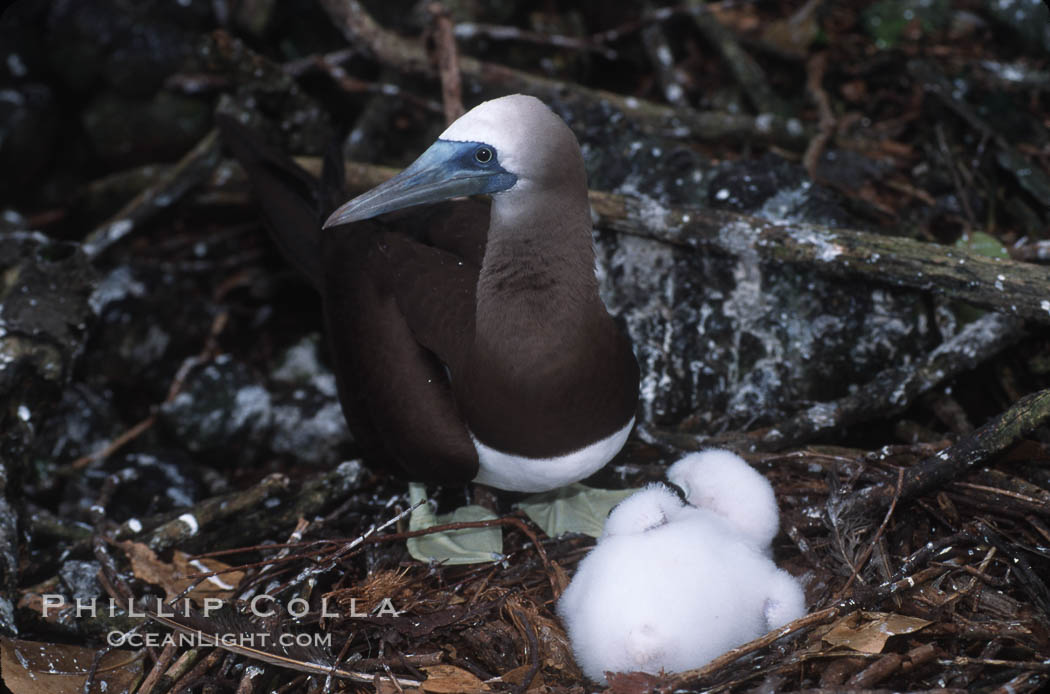 Brown booby, adult and chick at nest. Cocos Island, Costa Rica, Sula leucogaster, natural history stock photograph, photo id 03261