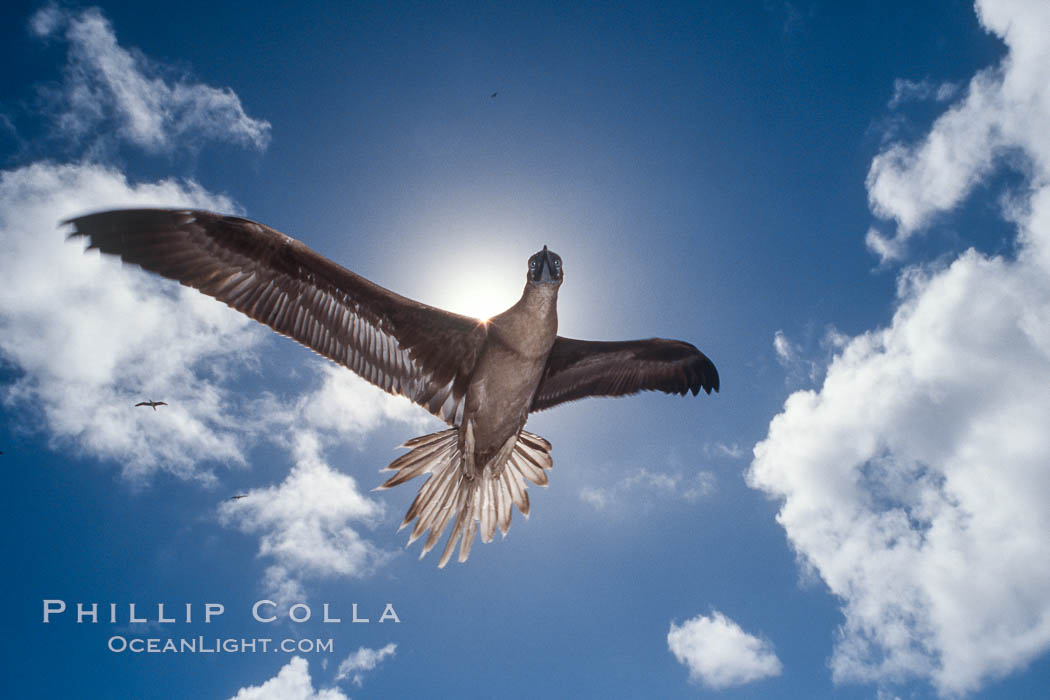 Brown booby, Rose Atoll National Wildlife Refuge, Sula leucogaster. Rose Atoll National Wildlife Sanctuary, American Samoa, USA, natural history stock photograph, photo id 00919