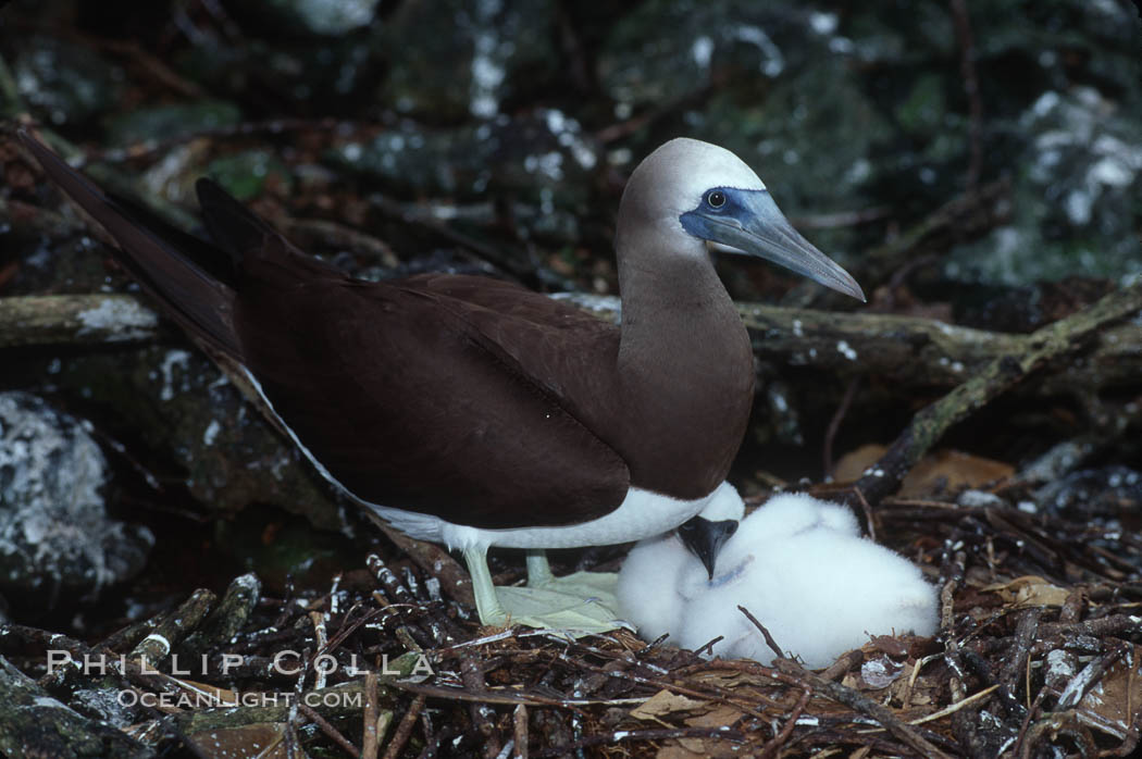 Brown booby, adult and chick at nest. Cocos Island, Costa Rica, Sula leucogaster, natural history stock photograph, photo id 03262