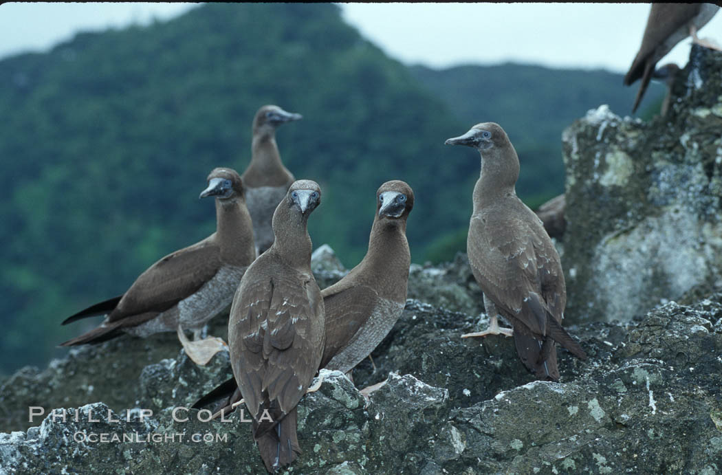 Brown boobies. Cocos Island, Costa Rica, Sula leucogaster, natural history stock photograph, photo id 05754