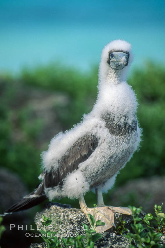 Brown booby (juvenile). Rose Atoll National Wildlife Sanctuary, American Samoa, USA, Sula leucogaster, natural history stock photograph, photo id 00884