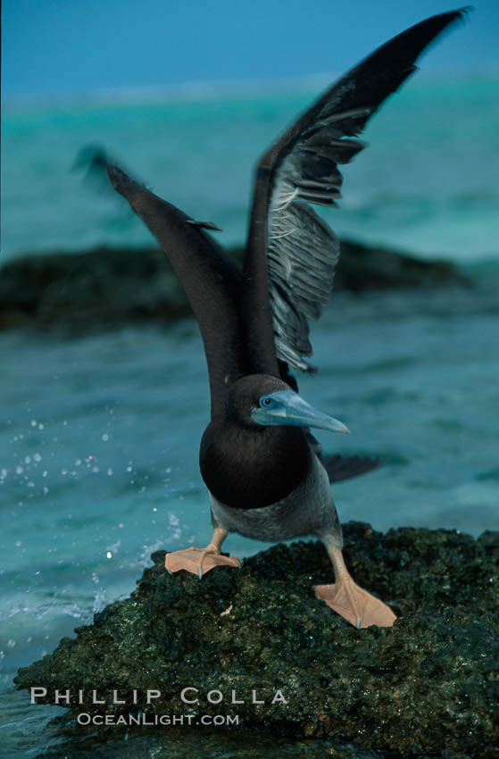 Brown booby. Rose Atoll National Wildlife Sanctuary, American Samoa, USA, Sula leucogaster, natural history stock photograph, photo id 00879