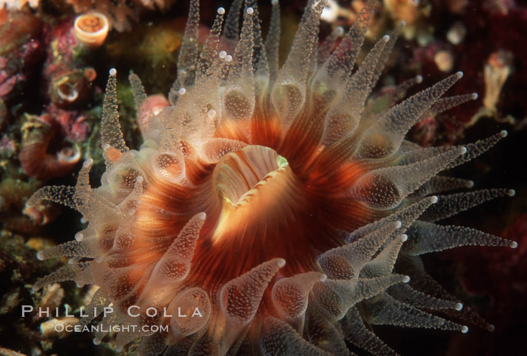 Brown  cup coral. San Miguel Island, California, USA, Paracyathus stearnsi, natural history stock photograph, photo id 02482
