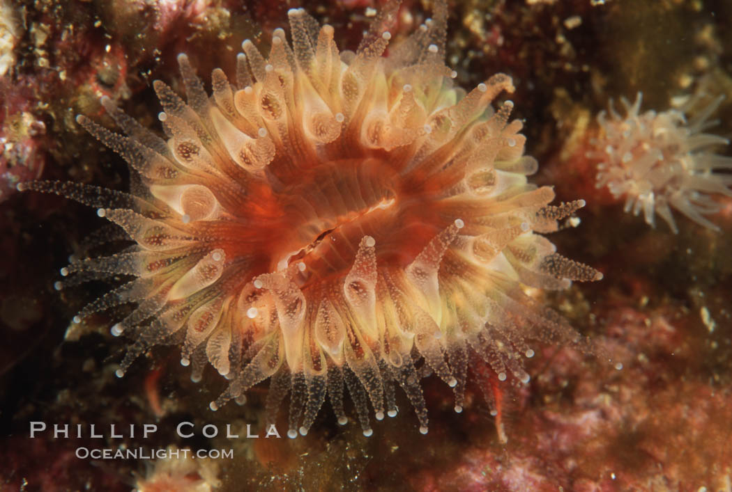 Brown  cup coral. San Miguel Island, California, USA, Paracyathus stearnsi, natural history stock photograph, photo id 04733
