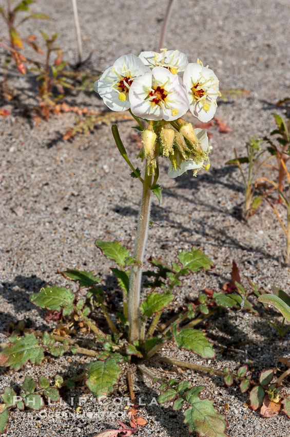 Brown-eyed primrose blooms in spring in the Colorado Desert following heavy winter rains.  Anza Borrego Desert State Park. Anza-Borrego Desert State Park, Borrego Springs, California, USA, Camissonia claviformis, natural history stock photograph, photo id 10519