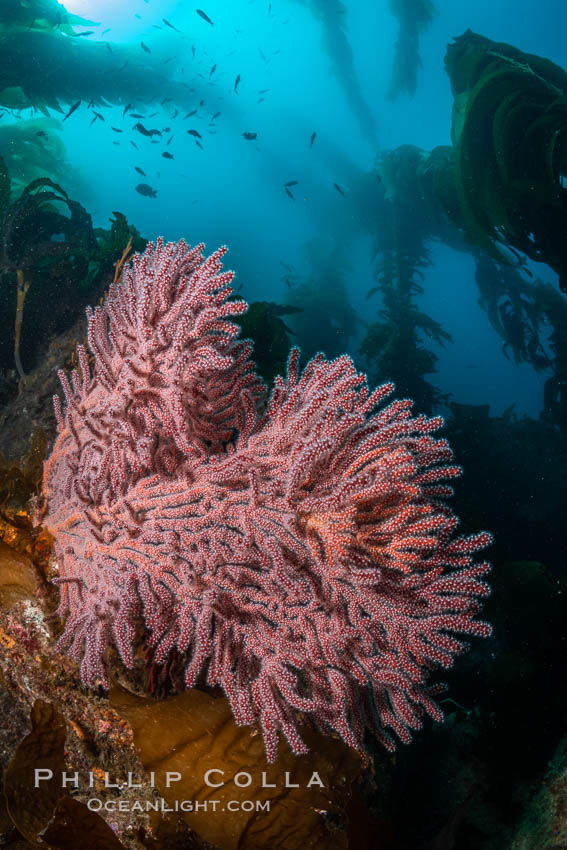 Brown Gorgonian Muricea fruticosa on underwater rocky reef, amid kelp forest, Catalina Island. The brown gorgonian is a filter-feeding temperate colonial species that lives on the rocky bottom at depths between 50 to 200 feet deep. Each individual polyp is a distinct animal, together they secrete calcium that forms the structure of the colony. Gorgonians are oriented at right angles to prevailing water currents to capture plankton drifting by. California, USA, natural history stock photograph, photo id 37158