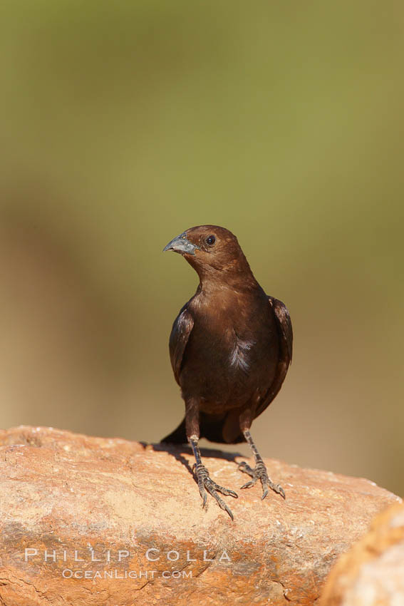 Brown-headed cowbird, male. Amado, Arizona, USA, Molothrus ater, natural history stock photograph, photo id 22954