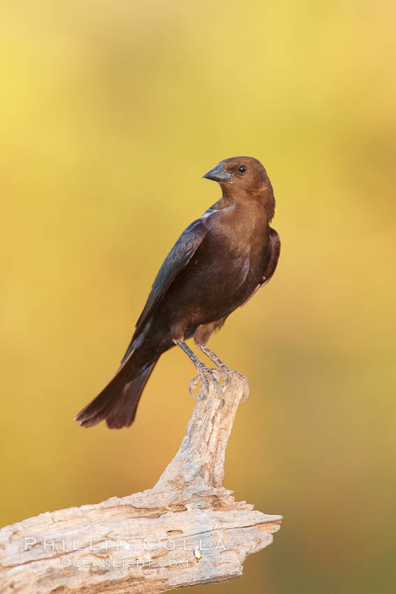 Brown-headed cowbird, male. Amado, Arizona, USA, Molothrus ater, natural history stock photograph, photo id 22916