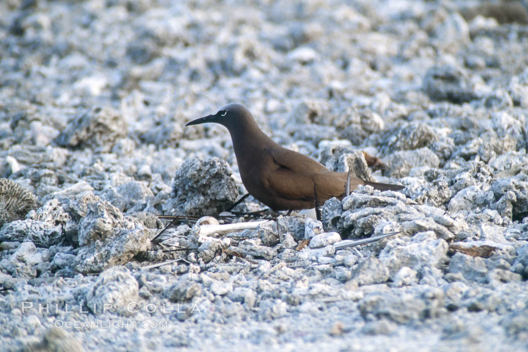 Brown noddy at Rose Atoll NWRF. Rose Atoll National Wildlife Sanctuary, American Samoa, USA, natural history stock photograph, photo id 00898