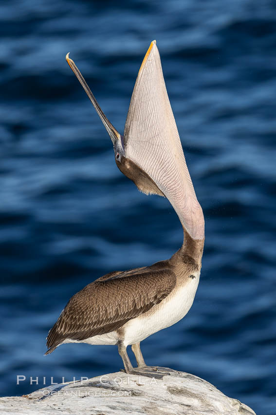 Juvenile California Brown pelican performing a head throw. La Jolla, USA, Pelecanus occidentalis, Pelecanus occidentalis californicus, natural history stock photograph, photo id 37738