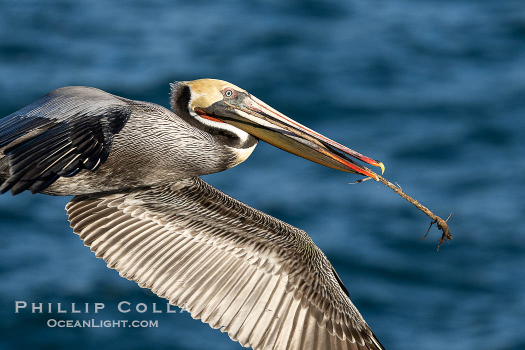 Brown Pelican Carry Nesting Material as it Flies over the Ocean, Pelecanus occidentalis californicus, Pelecanus occidentalis, La Jolla, California