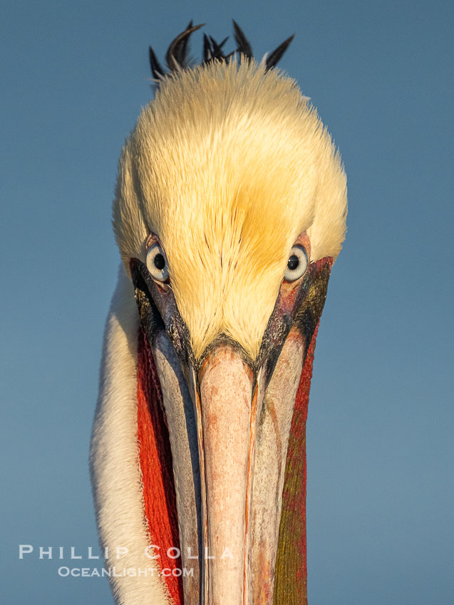 Brown Pelican Closeup Portrait Intense Stare, Pelecanus occidentalis, Pelecanus occidentalis californicus, La Jolla, California
