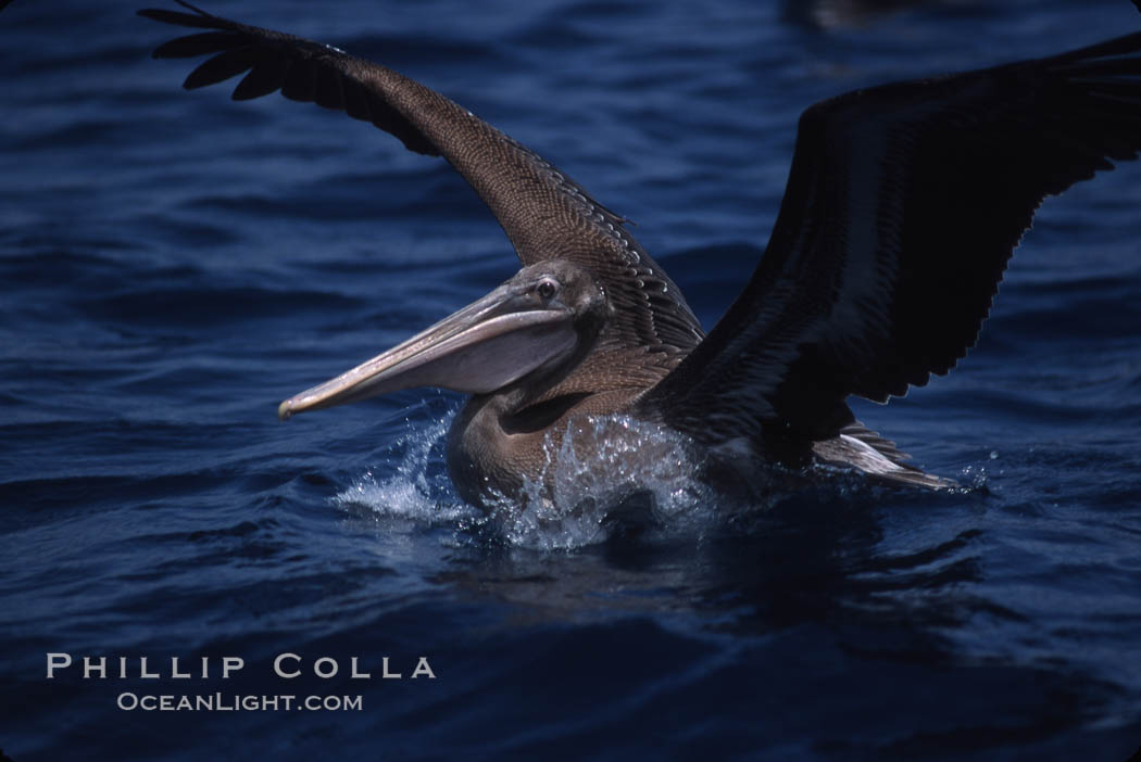 Brown pelicans feeding on krill. Coronado Islands (Islas Coronado), Baja California, Mexico, Pelecanus occidentalis, natural history stock photograph, photo id 03176