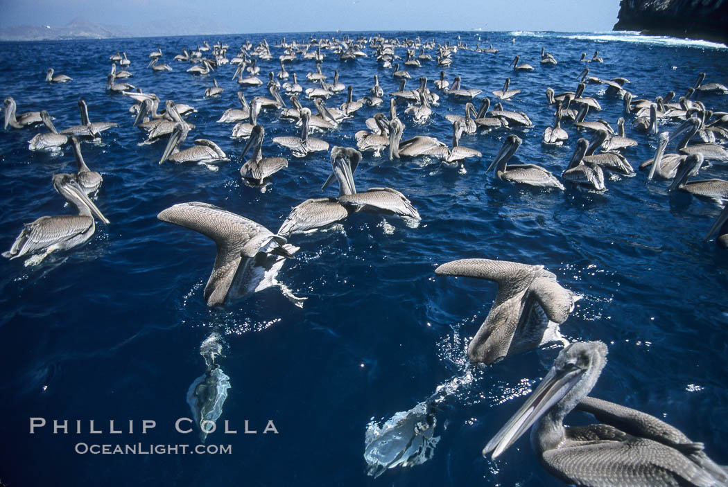 Brown pelicans feeding on krill. Coronado Islands (Islas Coronado), Baja California, Mexico, Pelecanus occidentalis, natural history stock photograph, photo id 03171