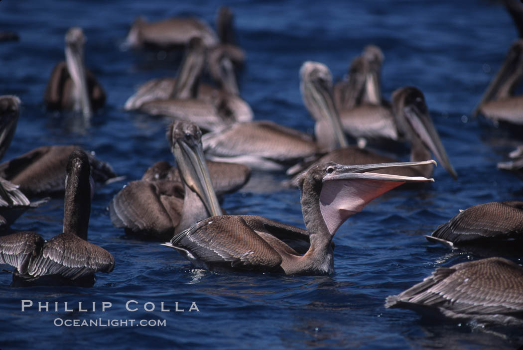 Brown pelicans feeding on krill. Coronado Islands (Islas Coronado), Baja California, Mexico, Pelecanus occidentalis, natural history stock photograph, photo id 03175