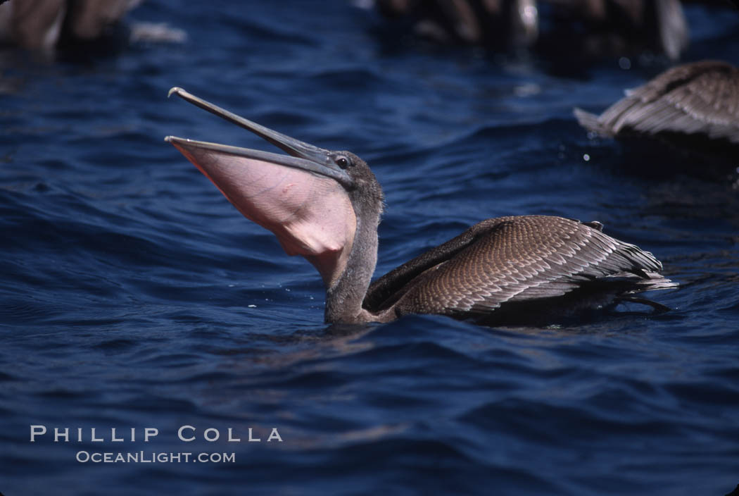 Brown pelicans feeding on krill. Coronado Islands (Islas Coronado), Baja California, Mexico, Pelecanus occidentalis, natural history stock photograph, photo id 03177