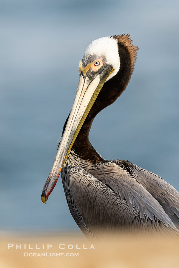 Brown Pelican Fading from Breeding Plumage to Summer Coloration, it has lost the yellow coloration of the head and its red gular pouch throat is fading., Pelecanus occidentalis, Pelecanus occidentalis californicus, natural history stock photograph, photo id 40251