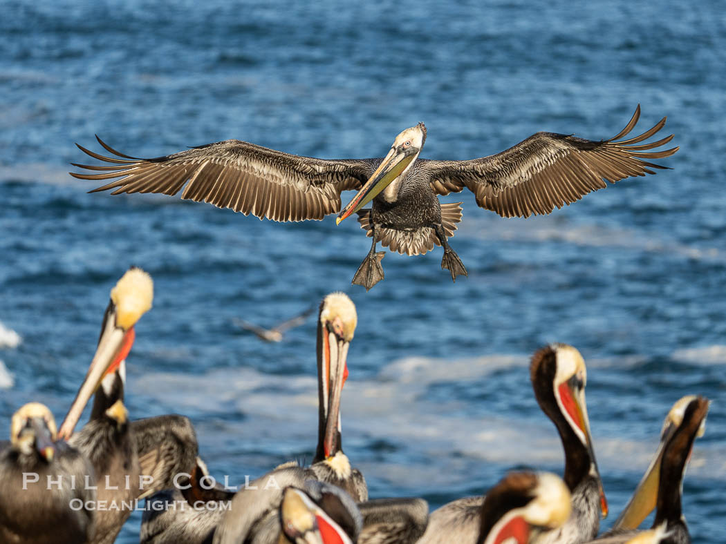 Brown Pelican in Flight Approaching Crowded Ocean Cliffs to Land. La Jolla, California, USA, Pelecanus occidentalis californicus, Pelecanus occidentalis, natural history stock photograph, photo id 40114