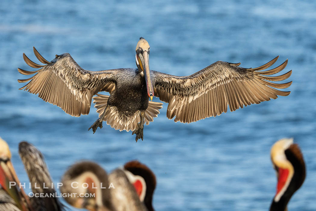 Brown Pelican in Flight Approaching Crowded Ocean Cliffs to Land, Pelecanus occidentalis californicus, Pelecanus occidentalis, La Jolla, California