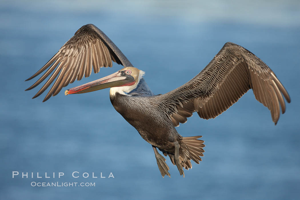 Brown pelican in flight. The wingspan of the brown pelican is over 7 feet wide. The California race of the brown pelican holds endangered species status. In winter months, breeding adults assume a dramatic plumage, Pelecanus occidentalis, Pelecanus occidentalis californicus, La Jolla