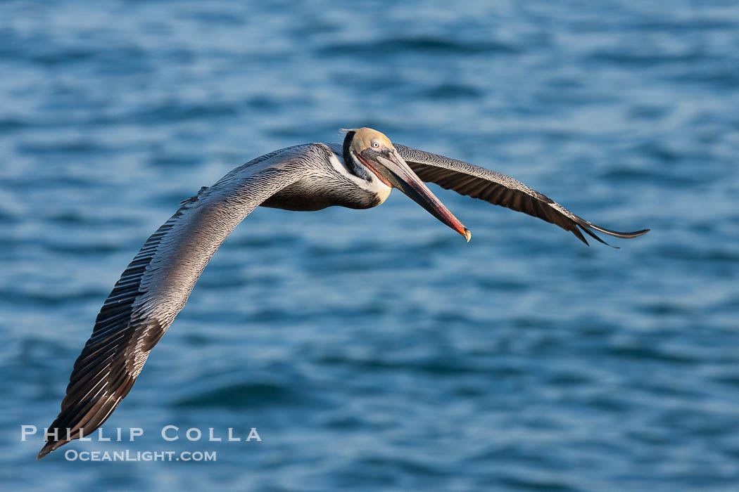 Brown pelican in flight.  The wingspan of the brown pelican is over 7 feet wide. The California race of the brown pelican holds endangered species status.  In winter months, breeding adults assume a dramatic plumage., Pelecanus occidentalis, Pelecanus occidentalis californicus, natural history stock photograph, photo id 23634