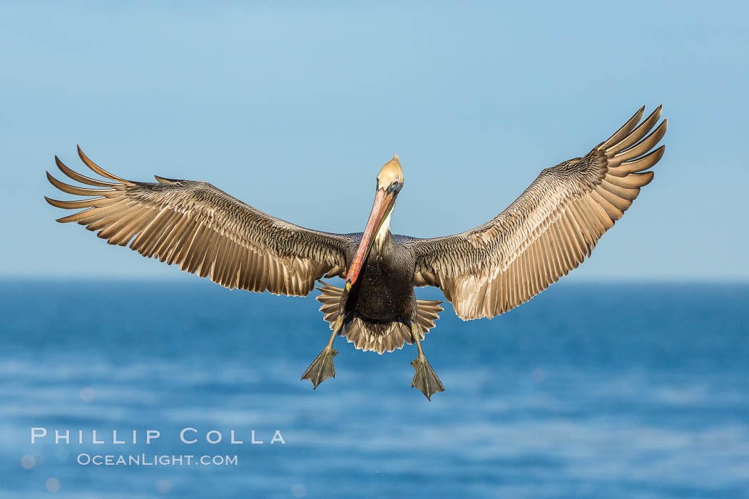 Brown pelican in flight, spreading wings wide to slow in anticipation of landing on seacliffs, Pelecanus occidentalis, Pelecanus occidentalis californicus, La Jolla, California