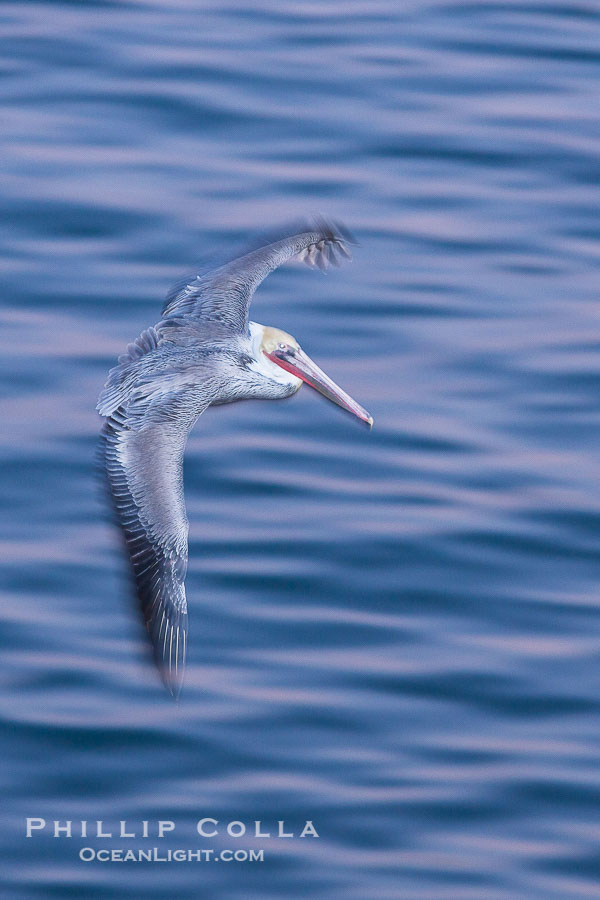 Brown pelican in flight. The wingspan of the brown pelican is over 7 feet wide. The California race of the brown pelican holds endangered species status. In winter months, breeding adults assume a dramatic plumage, La Jolla