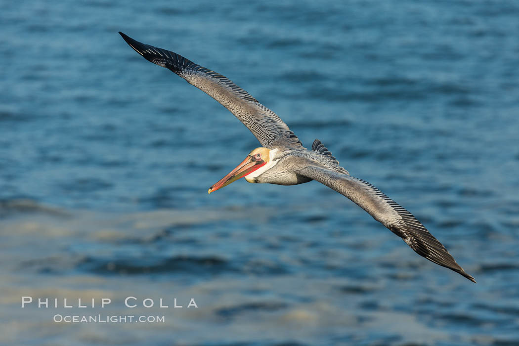 Brown pelican in flight, over the ocean, Pelecanus occidentalis, Pelecanus occidentalis californicus, La Jolla, California