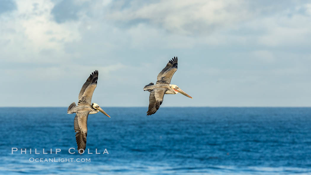 Brown pelican in flight, over the ocean. La Jolla, California, USA, Pelecanus occidentalis, Pelecanus occidentalis californicus, natural history stock photograph, photo id 30182