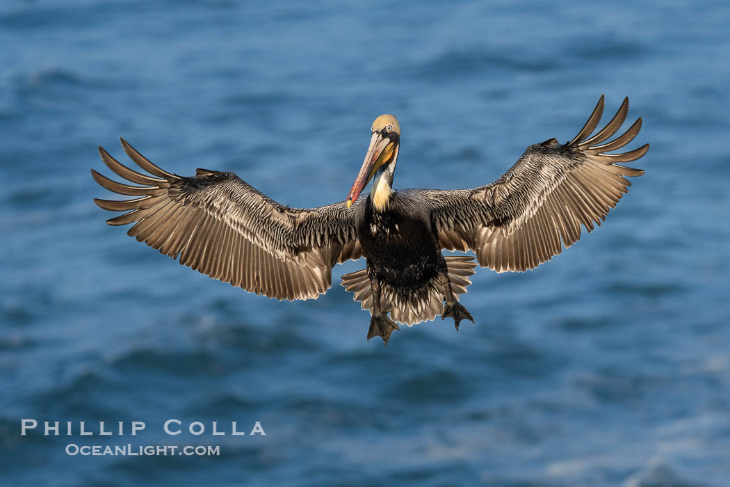 Brown pelican in flight. Adult winter breeding plumage. Brown pelicans were formerly an endangered species. In 1972, the United States Environmental Protection Agency banned the use of DDT in part to protect bird species like the brown pelican . Since that time, populations of pelicans have recovered and expanded. The recovery has been so successful that brown pelicans were taken off the endangered species list in 2009. La Jolla, California, USA, Pelecanus occidentalis, Pelecanus occidentalis californicus, natural history stock photograph, photo id 40010