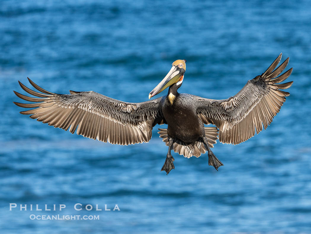 Brown pelican in flight, spreading wings wide to slow in anticipation of landing on seacliffs, Pelecanus occidentalis, Pelecanus occidentalis californicus, La Jolla, California