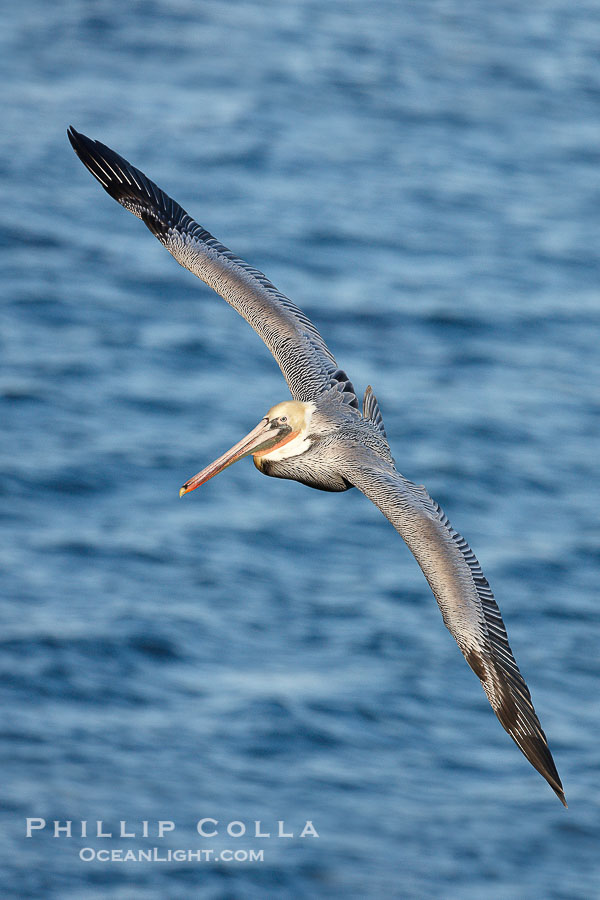 Brown pelican in flight.  The wingspan of the brown pelican is over 7 feet wide. The California race of the brown pelican holds endangered species status.  In winter months, breeding adults assume a dramatic plumage., Pelecanus occidentalis, Pelecanus occidentalis californicus, natural history stock photograph, photo id 22148