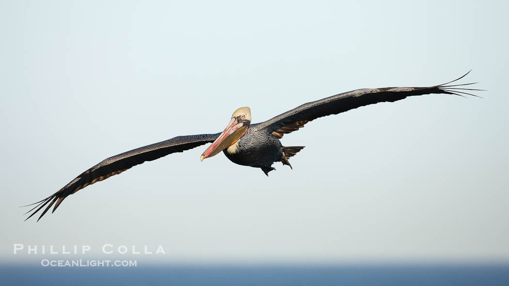 Brown pelican in flight.  The wingspan of the brown pelican is over 7 feet wide. The California race of the brown pelican holds endangered species status.  In winter months, breeding adults assume a dramatic plumage., Pelecanus occidentalis, Pelecanus occidentalis californicus, natural history stock photograph, photo id 22168