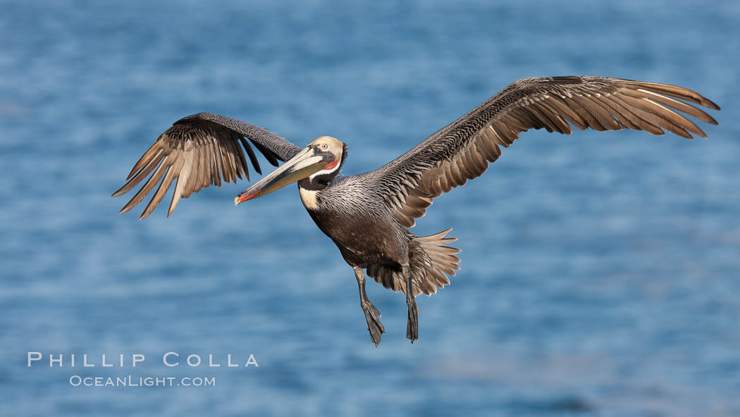 Brown pelican in flight.  The wingspan of the brown pelican is over 7 feet wide. The California race of the brown pelican holds endangered species status.  In winter months, breeding adults assume a dramatic plumage. La Jolla, USA, Pelecanus occidentalis, Pelecanus occidentalis californicus, natural history stock photograph, photo id 23632