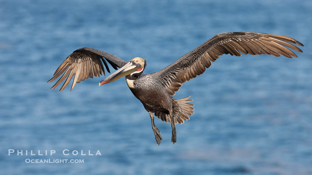 Brown pelican in flight.  The wingspan of the brown pelican is over 7 feet wide. The California race of the brown pelican holds endangered species status.  In winter months, breeding adults assume a dramatic plumage., Pelecanus occidentalis, Pelecanus occidentalis californicus, natural history stock photograph, photo id 23632