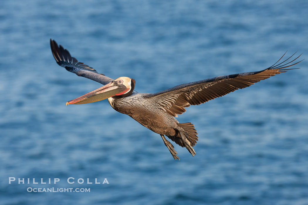 Brown pelican in flight.  The wingspan of the brown pelican is over 7 feet wide. The California race of the brown pelican holds endangered species status.  In winter months, breeding adults assume a dramatic plumage., Pelecanus occidentalis, Pelecanus occidentalis californicus, natural history stock photograph, photo id 23636