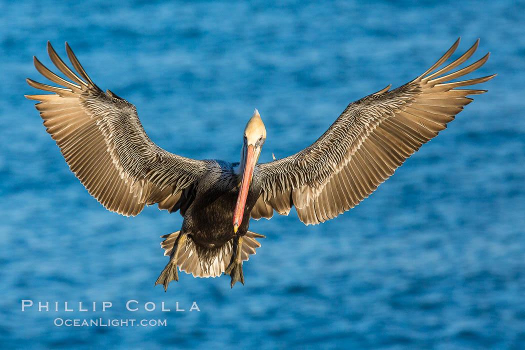 Brown pelican in flight, spreading wings wide to slow in anticipation of landing on seacliffs, Pelecanus occidentalis, Pelecanus occidentalis californicus, La Jolla, California