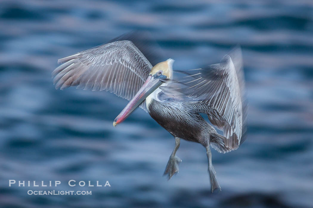 Brown pelican in flight. The wingspan of the brown pelican is over 7 feet wide. The California race of the brown pelican holds endangered species status. In winter months, breeding adults assume a dramatic plumage, La Jolla