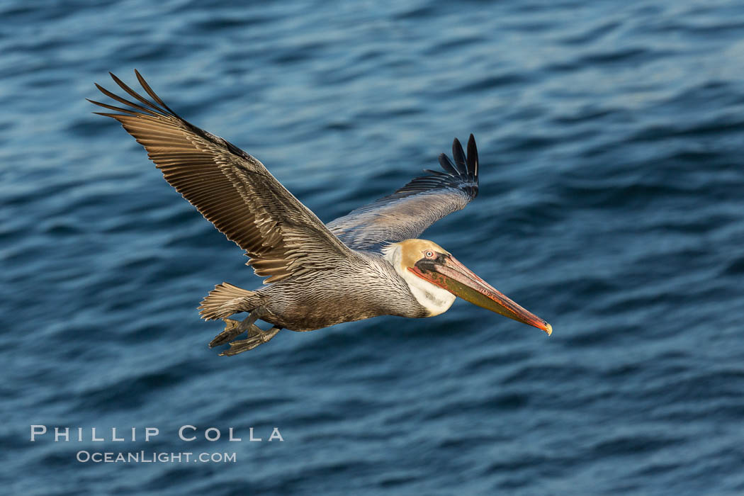 Brown pelican in flight, over the ocean, Pelecanus occidentalis, Pelecanus occidentalis californicus, La Jolla, California