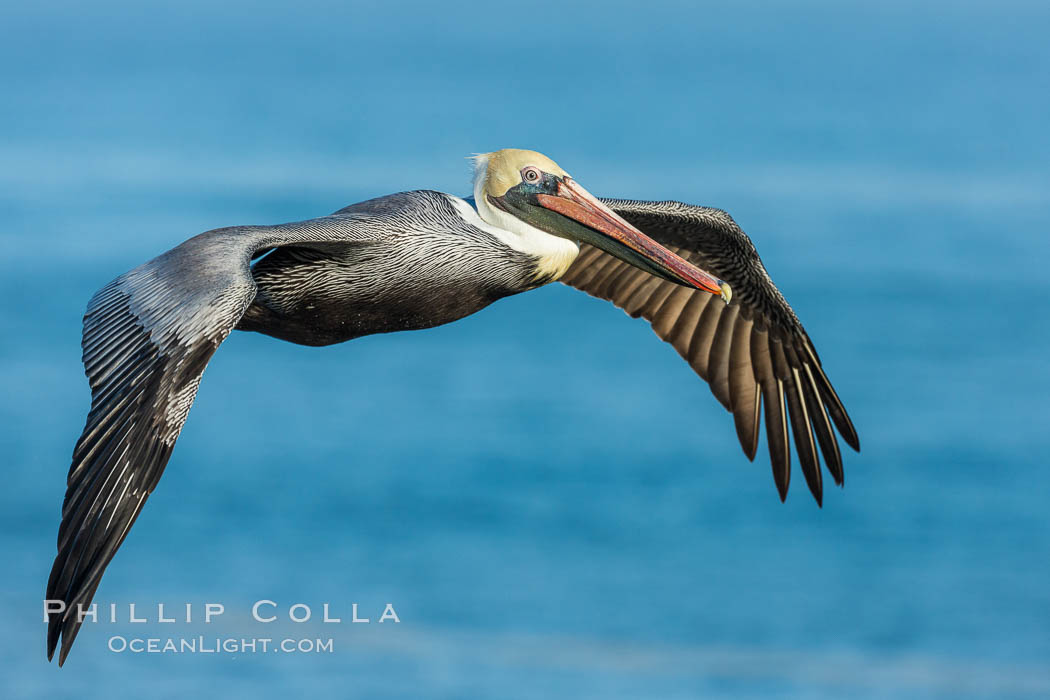 Brown pelican in flight, over the ocean, Pelecanus occidentalis, Pelecanus occidentalis californicus, La Jolla, California