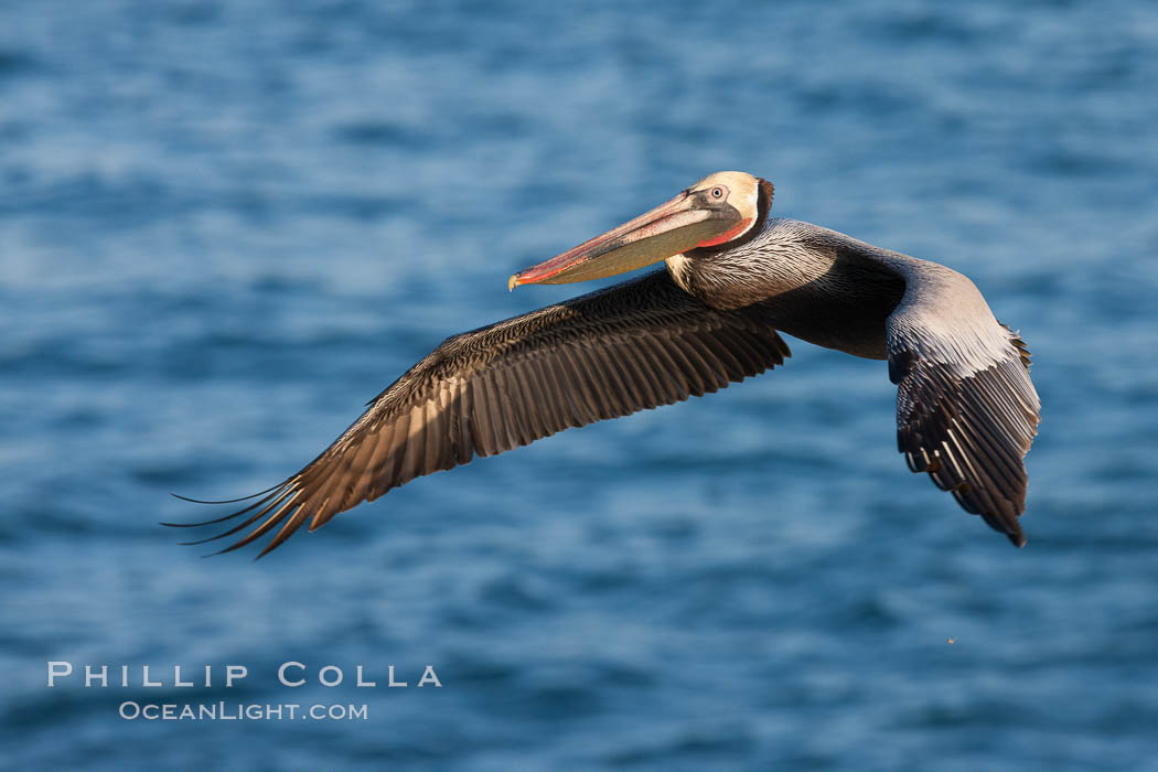 Brown pelican in flight. The wingspan of the brown pelican is over 7 feet wide. The California race of the brown pelican holds endangered species status. In winter months, breeding adults assume a dramatic plumage, Pelecanus occidentalis, Pelecanus occidentalis californicus, La Jolla