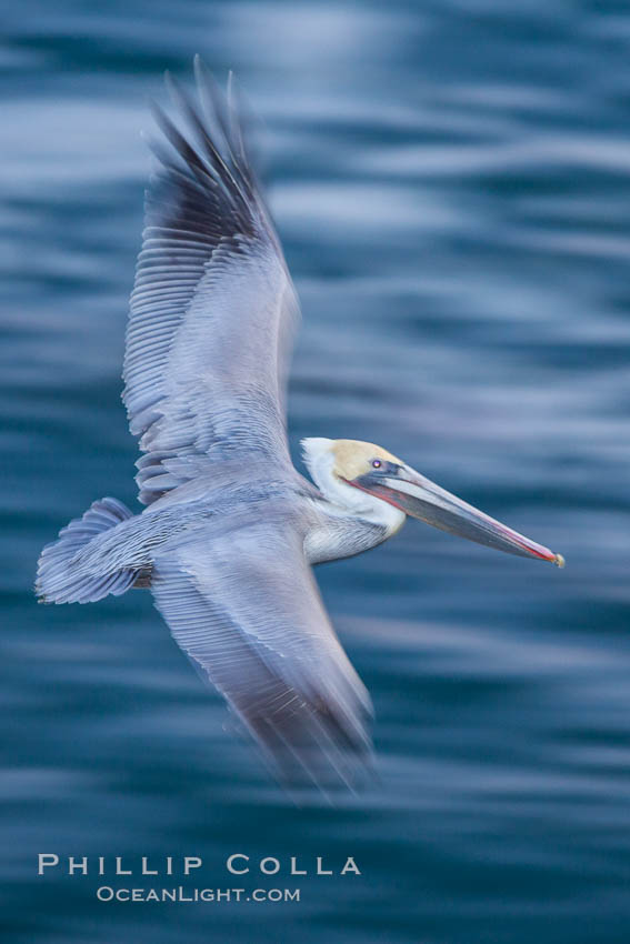 Brown pelican in flight. The wingspan of the brown pelican is over 7 feet wide. The California race of the brown pelican holds endangered species status. In winter months, breeding adults assume a dramatic plumage. La Jolla, USA, Pelecanus occidentalis, Pelecanus occidentalis californicus, natural history stock photograph, photo id 28351