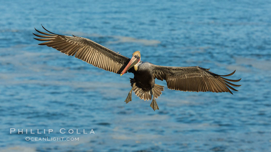 Brown pelican in flight, over the ocean, Pelecanus occidentalis, Pelecanus occidentalis californicus, La Jolla, California