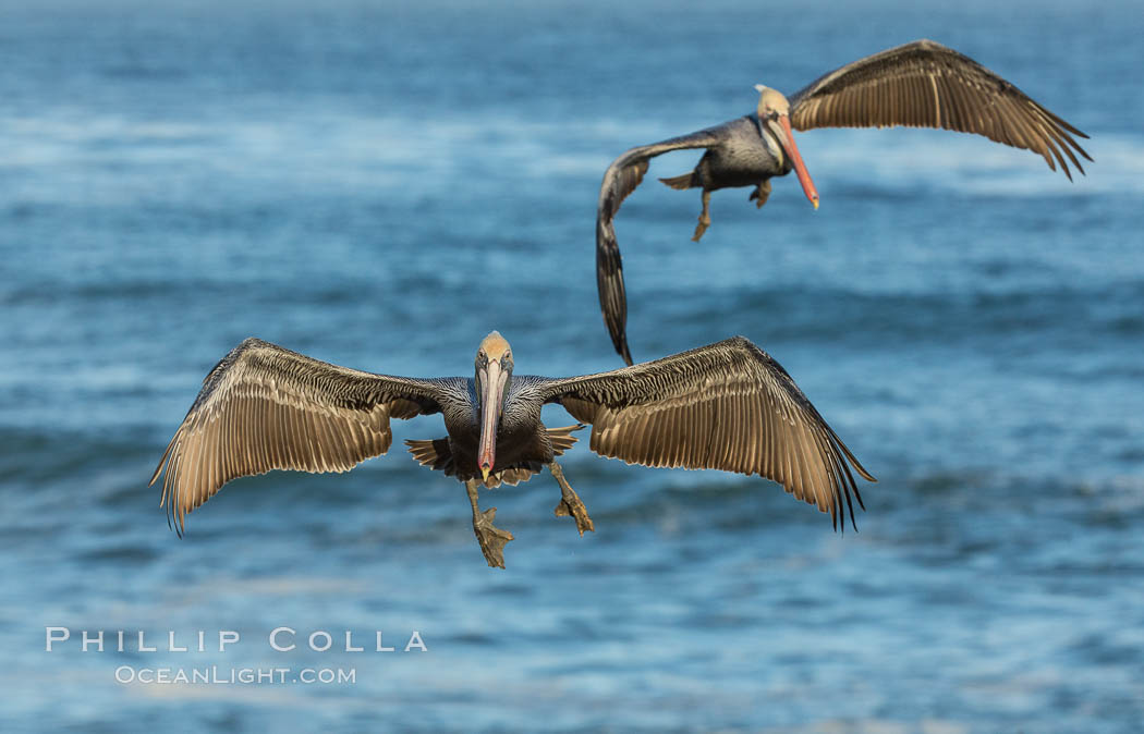 Brown pelican in flight, over the ocean. La Jolla, California, USA, Pelecanus occidentalis, Pelecanus occidentalis californicus, natural history stock photograph, photo id 30183